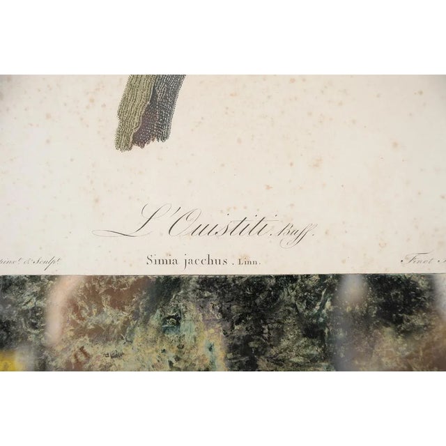 Jean Baptiste Audebert 18th Century Print of a Monkey For Sale - Image 4 of 6