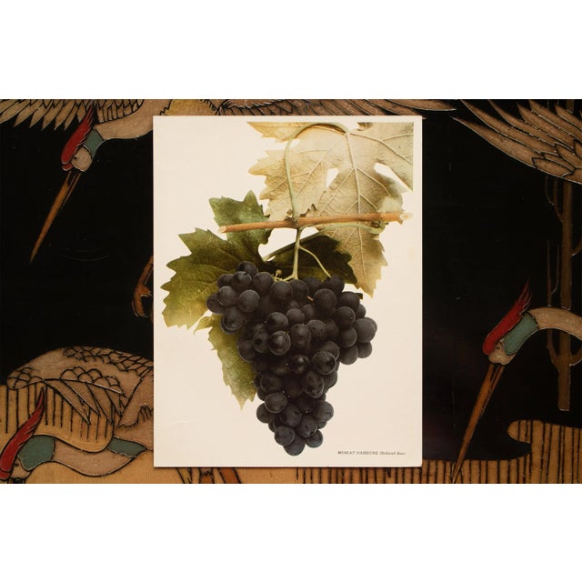 1900 - 1909 1900s U. P. Hedrick, Original Antique Photogravure of Muscat Hamburg Grapes For Sale - Image 5 of 7
