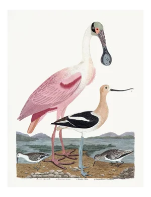 Early American Spoonbill and Shore Birds Illustration by A. Wilson White Background (Cfa-Wd)