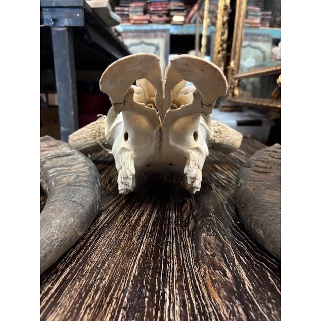 Late 20th Century Water Buffalo Skull, Thailand For Sale - Image 11 of 11