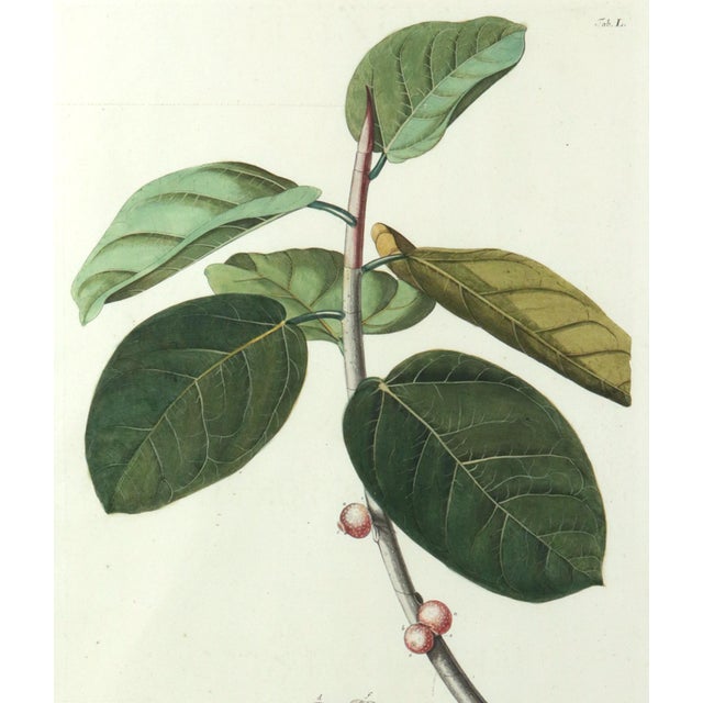 18th-Century Exotic Botanical Prints From Plantae Selectae by Georg Ehret For Sale - Image 15 of 18