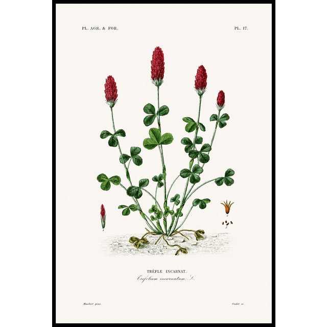 Illustration 1870 G. Dupuis Lithographs From the Vegetable Kingdom Unframed — Understated Antique Natural History Illustrations Set of 3 For Sale - Image 3 of 4