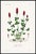 Illustration 1870 G. Dupuis Lithographs From the Vegetable Kingdom Unframed — Understated Antique Natural History Illustrations Set of 3 For Sale - Image 3 of 4