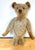Mid-Century Modern Antique Steiff Long Hair Gold Mohair Teddy Bear ' Alastair' , C. 1900s For Sale - Image 3 of 6