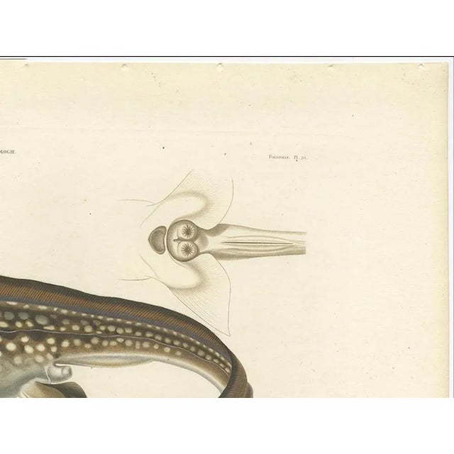 Louis Bévalet and H. Blanchard, Arctic Chimaera Fish, France, 1845, Paper For Sale - Image 3 of 10