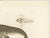 Louis Bévalet and H. Blanchard, Arctic Chimaera Fish, France, 1845, Paper For Sale - Image 3 of 10