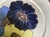 Set of Five (5) Vintage Denby Stoneware 8” Potpourri Blue Floral Hue Plates For Sale In Chicago - Image 6 of 9