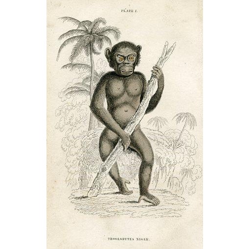 Original hand-colored antique Mammal print from "The Naturalist's Library", a multi-volume natural history folio published...