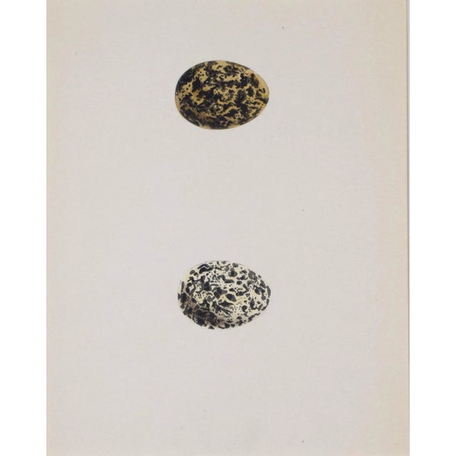 19th C. Francis Morris Birds Egg Woodblock Prints, 1875 - Set of 6 For Sale - Image 12 of 13