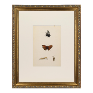 19th Century Antique Morris Butterfly Print Hand Colored Lithograph 1853