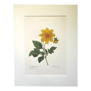 Vintage Pierre-Josephe Redouté Print in 14x18 Mat- Dalhia Simplex - Dahlia For Sale