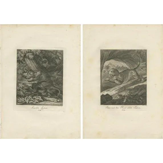 Ridinger, Lioness Hunting and Resting, Prints, Set of 2 For Sale - Image 6 of 6
