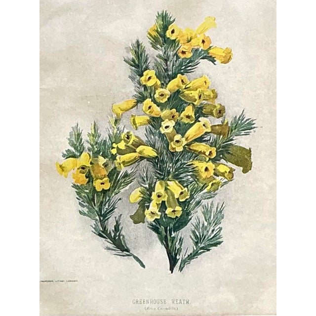 Vintage Framed Botanical Floral Illustrations - Set of 3 For Sale - Image 9 of 12