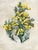 Vintage Framed Botanical Floral Illustrations - Set of 3 For Sale - Image 9 of 12