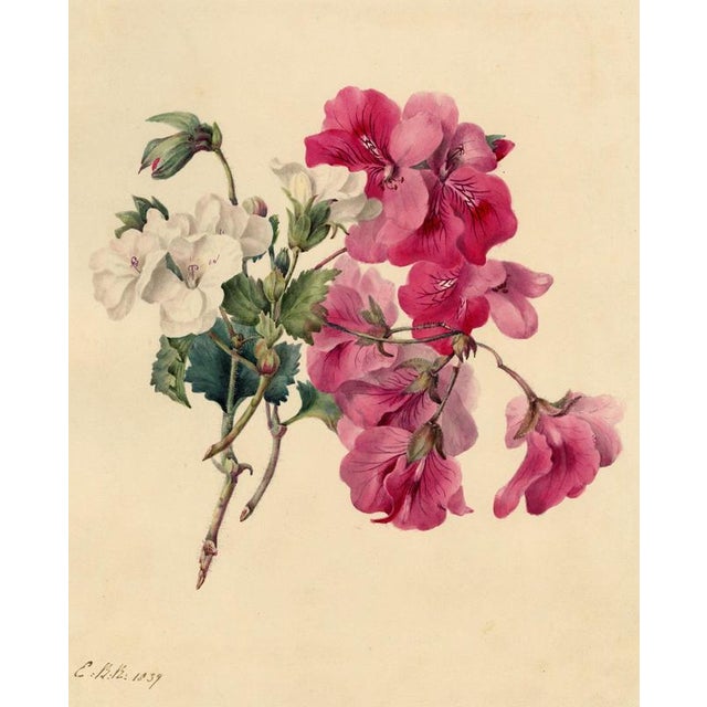 E.B.R., Pink & White Geranium Flowers, Watercolour For Sale - Image 7 of 7