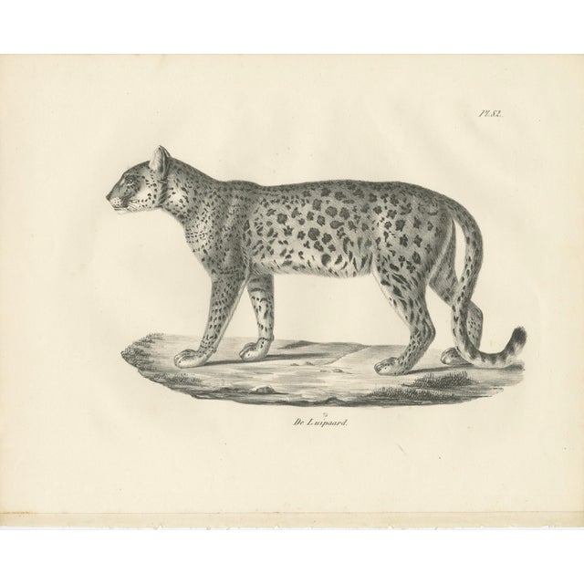 19th Century Leopard in Standing Pose, 1836, Lithograph For Sale - Image 5 of 5
