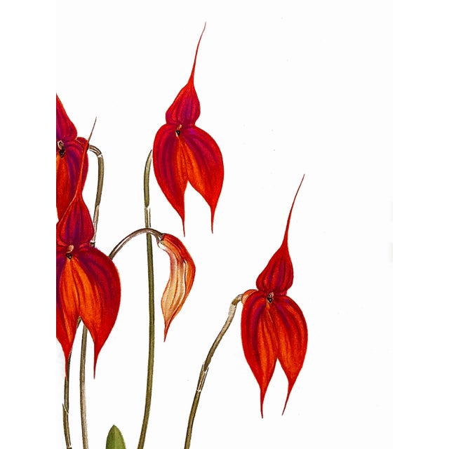 Large Orchid Giclee Prints Hand-Retouched by Angela Mirro - Set of Three Framed Prints - For Sale - Image 12 of 18