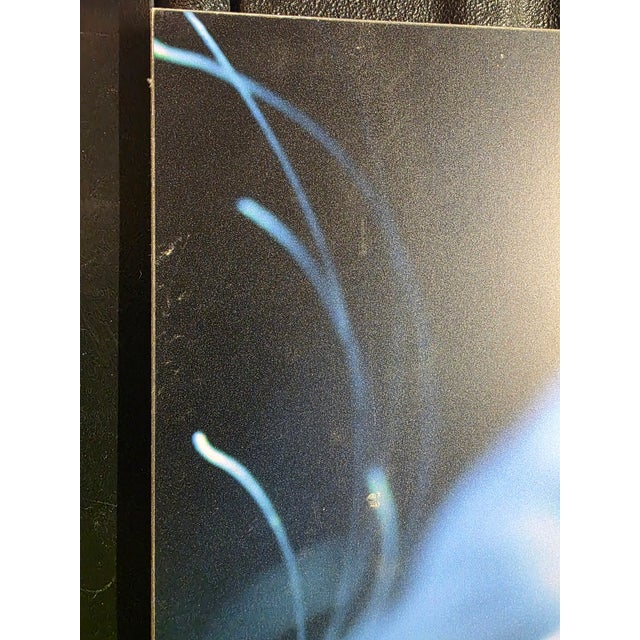 Frank and Gail Zappa Estate 1970s Diva Zappa Jellyfish Photo on Board For Sale - Image 10 of 16