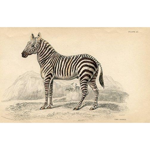 Original hand-colored antique Mammal print from "The Naturalist's Library", a multi-volume natural history folio published...