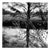 Paul Cooklin, Alder Carr, Edition of 50 For Sale