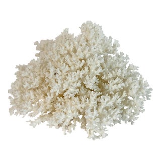 Natural White Lace Coral Specimen Coastal Decor For Sale