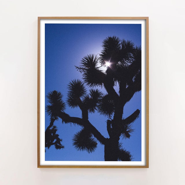 This dramatic Joshua Tree photograph shows a wild Joshua Tree silhouetted against a deep blue sky with a touch of film...