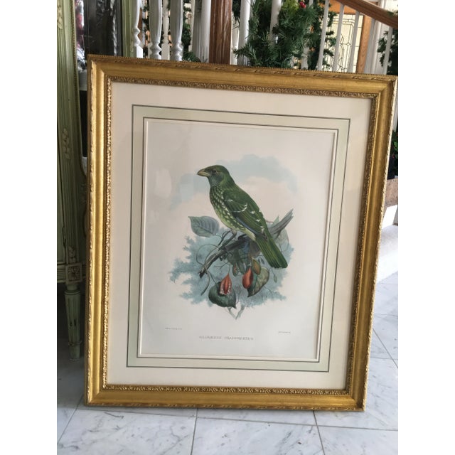 Colorful Lithograph from J.Wolf & J.Smith . “Ailuraedus Crassirostris”, better known as “Green Catbird”. Native bird to...