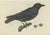 Sepp & Nozeman, Carrion Crow, 1797, Print For Sale