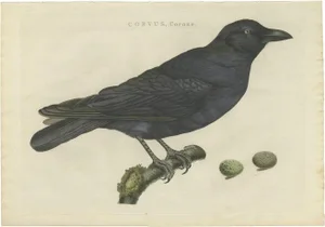 Sepp & Nozeman, Carrion Crow, 1797, Print