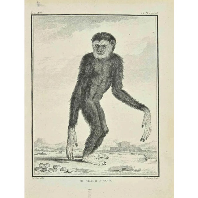 Le Grand Gibbon is an etching realized by Pierre Charles Baquoy in 1771. It belongs to the suite "Histoire naturelle,...