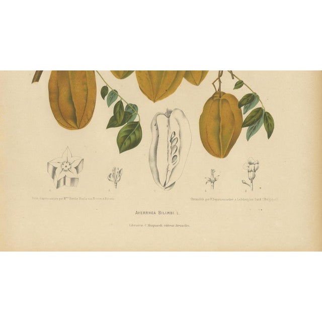 Sheep van Nooten, Star Fruit Botanical, 1880, Chromolithograph For Sale - Image 6 of 10