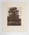 English Lone Oak Tree Etching by Jerry Weers For Sale - Image 3 of 3