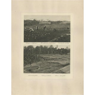 Tobacco Seed Fields in Deli, Dutch East Indies, 1910s For Sale