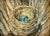 A robin’s nest is a sure sign of spring. The color of the eggs has to be one of my favorite blues. Archival watercolor in...