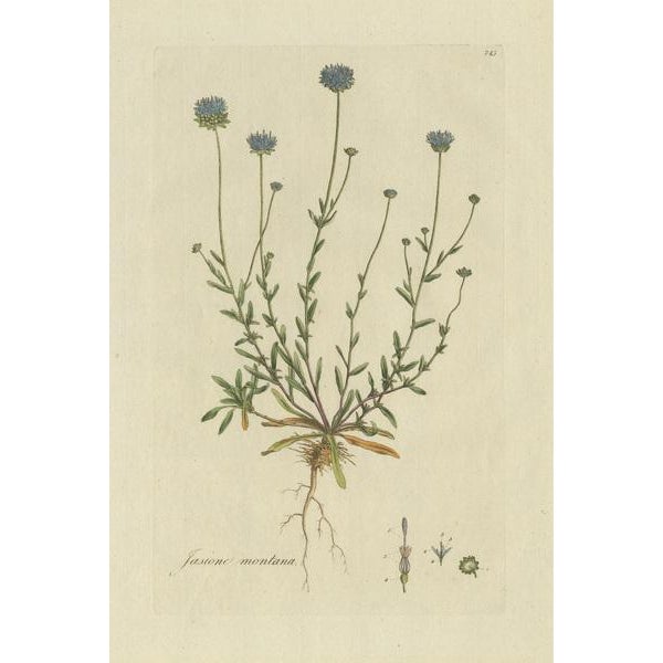 Antique botany print titled 'Jasione Montana'. Hand colored engraving of the jasione montana, a low-growing plant in the...