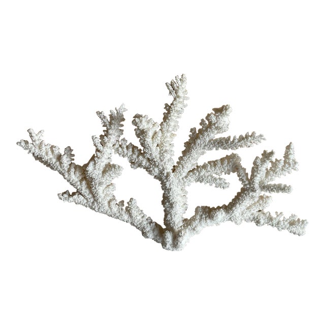 Vintage Specimen Branch Coral For Sale