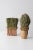 This is a pair of vintage decorative dried grass topiaries set in natural wood and leaf basket pots. MEASUREMENTS 1: 6.5"...