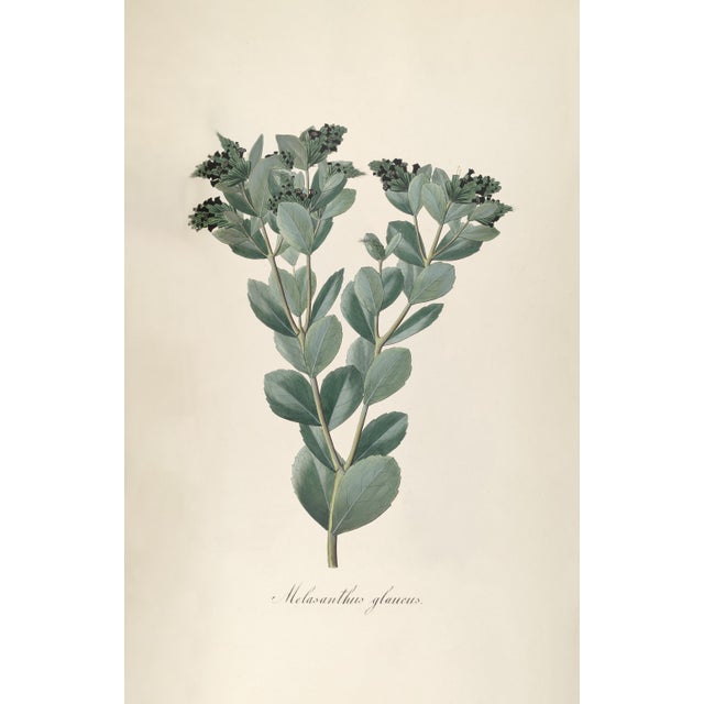 Antique Botanical Set of 6, Early 19th Century Reproduction Prints For Sale - Image 9 of 10
