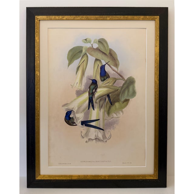 1990s Framed Print, Swallow-Tail Hummingbird (Plate 42- Hill House Edition) Reproduction Print After John Gould For Sale - Image 9 of 9