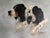 A captivating pastel portrait of two English Setters by artist Ole Larsen, in a gold wash frame. The faces, eyes and color...