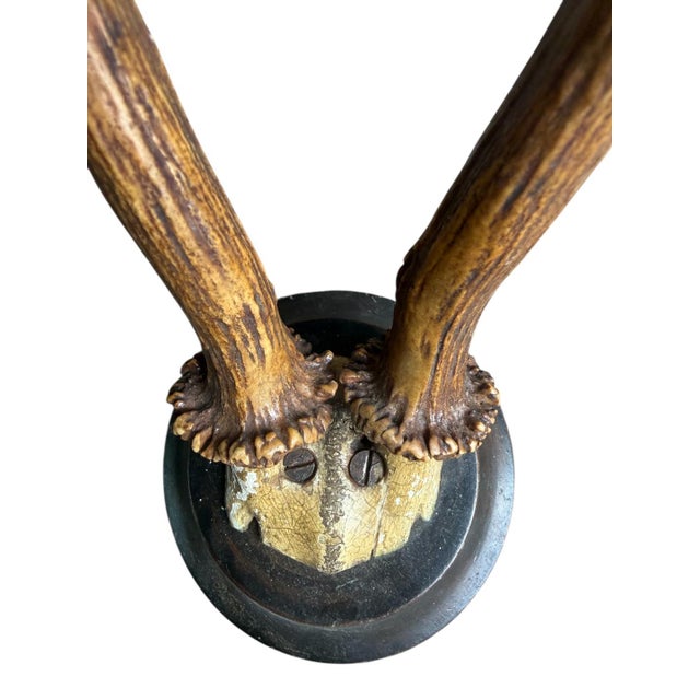 Roe Deer Trophy Rd13 Black Forest Antlers Mount For Sale - Image 4 of 5