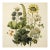 Vintage Botanical Garden Study No. 3 | Botanical Wall Art in Dark Green & Cream For Sale