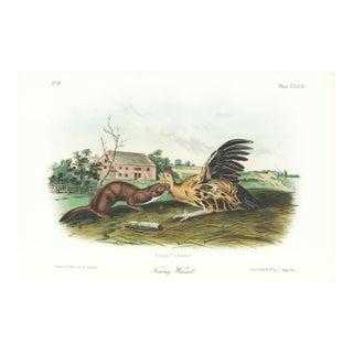 1854 Audubon Quadruped Octavo Lithograph "Plate 148 Tawny Weasel" For Sale