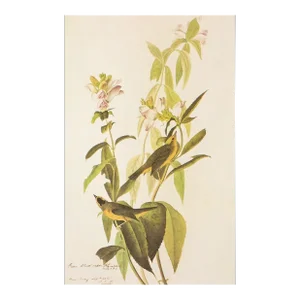 1966 Vintage Cottage Print "Flycatcher & Warbler" After John James Audubon