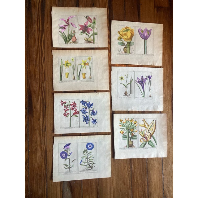 Very pretty set of authentic 19th century hand colored botanicals. This is sold as a set of 7. It is a selection of...