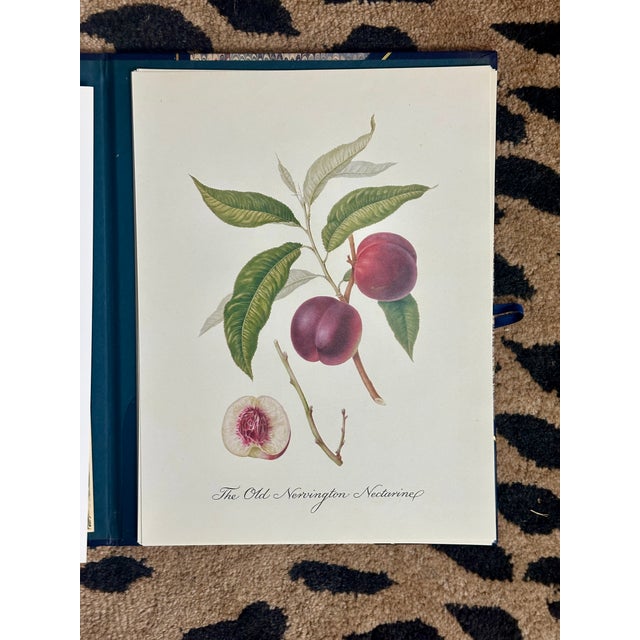 William Hooker Botanical Fruit Illustration Portfolio - 12 Piece Gallery Grid Set For Sale In Palm Springs - Image 6 of 8