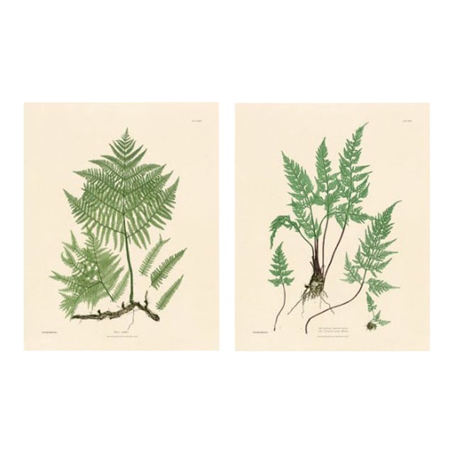 Botanical Ferns by Henry Bradbury- Plates 27 & 28 - Set of 2 For Sale