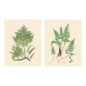 Botanical Ferns by Henry Bradbury- Plates 27 & 28 - Set of 2