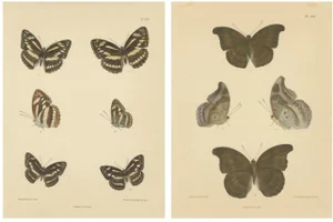 Victorian Butterfly Wonders, 1878, Paper, Set of 2