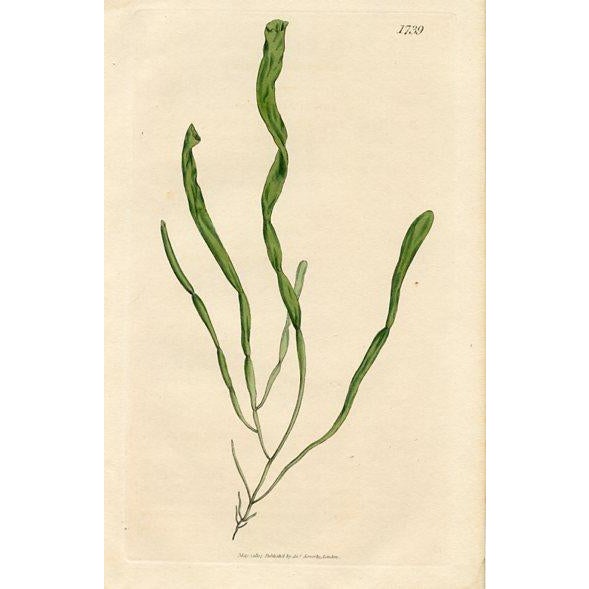 Antique Seaweed Prints by Sowerby, Set of 6, Early 1800s, Original Hand Colored Engravings, England For Sale - Image 4 of 7